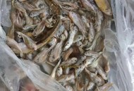 东北冰墙冻满鱼,东北冰鱼是什么鱼