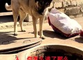 小狗被关后备箱闷死,晚上把小狗放在后备箱会不会闷死？