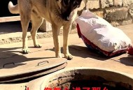 小狗被关后备箱闷死,晚上把小狗放在后备箱会不会闷死？