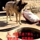 小狗被关后备箱闷死,晚上把小狗放在后备箱会不会闷死？