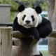 日本希望再租借熊猫,为什么各国都想要租借大熊猫？