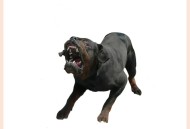 解除禁养中华田园犬,贵州禁养中华田园犬吗？