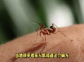 让螳螂吃颈后肉瘊子,螳螂吃瘊子是真的吗？
