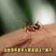 让螳螂吃颈后肉瘊子,螳螂吃瘊子是真的吗？