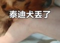 妈妈被娃抱摔倒,刚刚抱着小狗（两个月的小泰迪）不小心摔到地？
