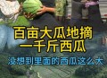每人每年吃近百斤瓜,经常看到各西瓜种植区瓜王比赛，哪些百斤以上瓜王是怎么种出来的？