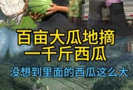 每人每年吃近百斤瓜,经常看到各西瓜种植区瓜王比赛，哪些百斤以上瓜王是怎么种出来的？