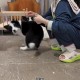 被柯基关车外20分钟,成年柯基可以关在笼子里吗？