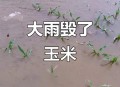河南玉米收获季遇雨,描写雨玉米的丰收情景？