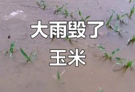 河南玉米收获季遇雨,描写雨玉米的丰收情景？