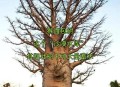 男子种猴面包树18年,中国哪些地方可以种猴面包树？
