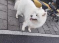 衡阳一停狗位走红,惠州哪有免费领养流浪的宠物狗。我想领养一只？