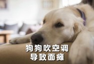 金毛疑蹭空调被打死,一个多月的金毛能在空调屋睡觉吗？