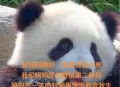 造谣熊猫受虐圈20万,旅美熊猫受虐事件，是否会像当年野培一样，以一封律师函告终？