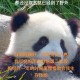 造谣熊猫受虐圈20万,旅美熊猫受虐事件，是否会像当年野培一样，以一封律师函告终？