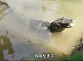 钓到鳄鱼拎进派出所,钓鱼钓到鳄鱼