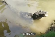 钓到鳄鱼拎进派出所,钓鱼钓到鳄鱼