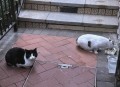 物业称将捕杀流浪猫,小区物业捕杀小区里的流浪猫狗怎么办，你认为他们有这个权利吗？