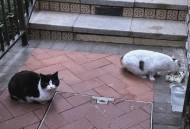 物业称将捕杀流浪猫,小区物业捕杀小区里的流浪猫狗怎么办，你认为他们有这个权利吗？