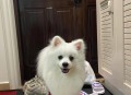 警惕银狐病毒来袭,银狐是什么狗名贵吗