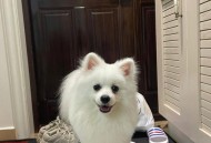 警惕银狐病毒来袭,银狐是什么狗名贵吗