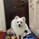警惕银狐病毒来袭,银狐是什么狗名贵吗