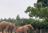 动物园一大象被霸凌,卡布西游霸凌武象能单刷谁？