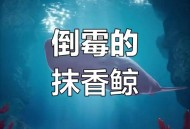 日本多条抹香鲸搁浅,搁浅抹香鲸能否活下来？