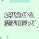 解除禁养中华田园犬,中华田园犬禁养怎么办？