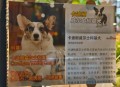 8岁男孩与狗群生活,被一群狗围攻，正确的处理方法？