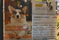 8岁男孩与狗群生活,被一群狗围攻，正确的处理方法？