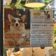 8岁男孩与狗群生活,被一群狗围攻，正确的处理方法？