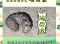 在动物园被老虎咬伤,老虎能咬动龟壳吗？