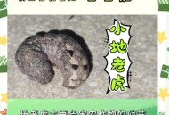 在动物园被老虎咬伤,老虎能咬动龟壳吗？