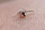 什么颜色吸引蚊子,什么颜色可以吸引蚊子？