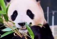 4只旅日大熊猫回国,近年有哪些大熊猫回国？