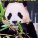 4只旅日大熊猫回国,近年有哪些大熊猫回国？
