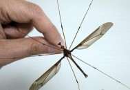 最大蚊子工厂将投产,世界上最大的蚊子是哪种蚊子？