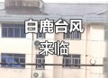 台风白鹿已生成,第11号台风“白鹿”生成，或登录广东，佛山会凉爽吗？