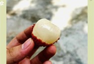 8岁男孩花1万购荔枝,男人买荔枝是什么意思？