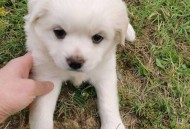 5年救助500多只猫,2022年托物机构怎么申请补贴？