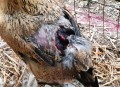 被狗咬3个月后去世,狗咬我三个月后死了
