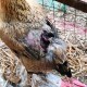 被狗咬3个月后去世,狗咬我三个月后死了