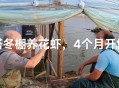 车棚起火烧上百辆车,冬棚虾养殖应该注意哪些问题？