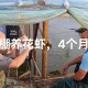 车棚起火烧上百辆车,冬棚虾养殖应该注意哪些问题？