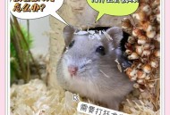 住全季半夜被老鼠咬,被老鼠咬了会怎么样？