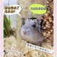 住全季半夜被老鼠咬,被老鼠咬了会怎么样？