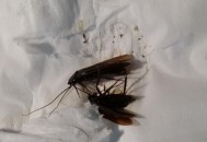 北京现带翅膀大蟑螂,北京有蟑螂吗？