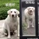 一女童被大型犬咬伤,咬伤女童的罗威纳犬怎么处理？