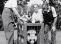 造谣虐待大熊猫获刑,大熊猫判刑案例
